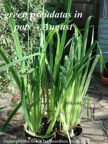 OW 008 green pseudatas in pots August